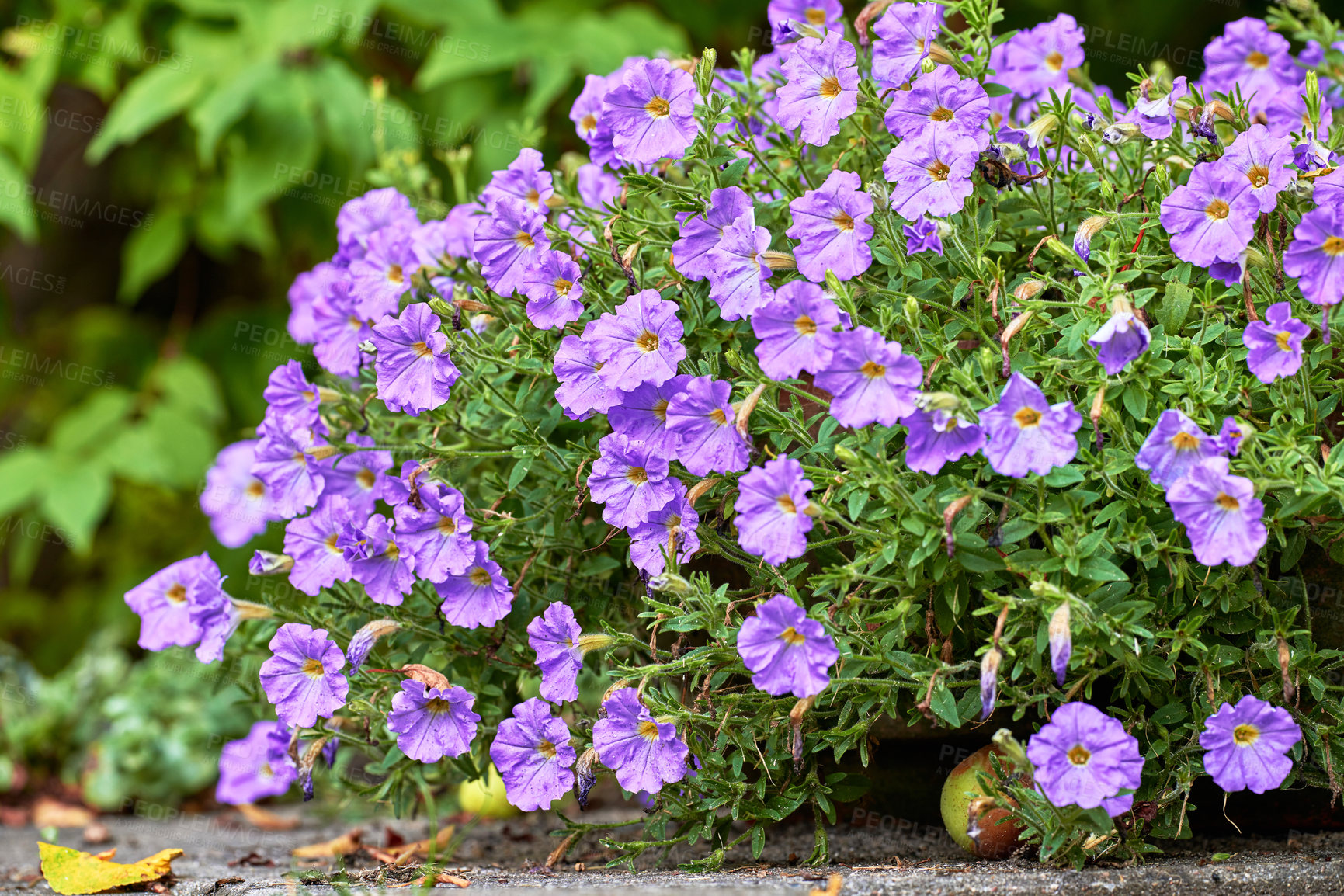 Buy stock photo A series of beautiful garden photos