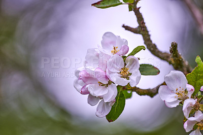 Buy stock photo Apple flowers growing on a tree against a blurry nature background in summer. Closeup scenic view of beautiful white flowering plants blooming in a park in spring. Flora in its natural environment