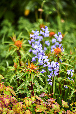 Buy stock photo Peking spurge and spanish bluebell flower blooming in a vibrant green garden outdoors on a spring day. Beautiful lush foliage in a park. Colorful flowering plants in a remote nature environment