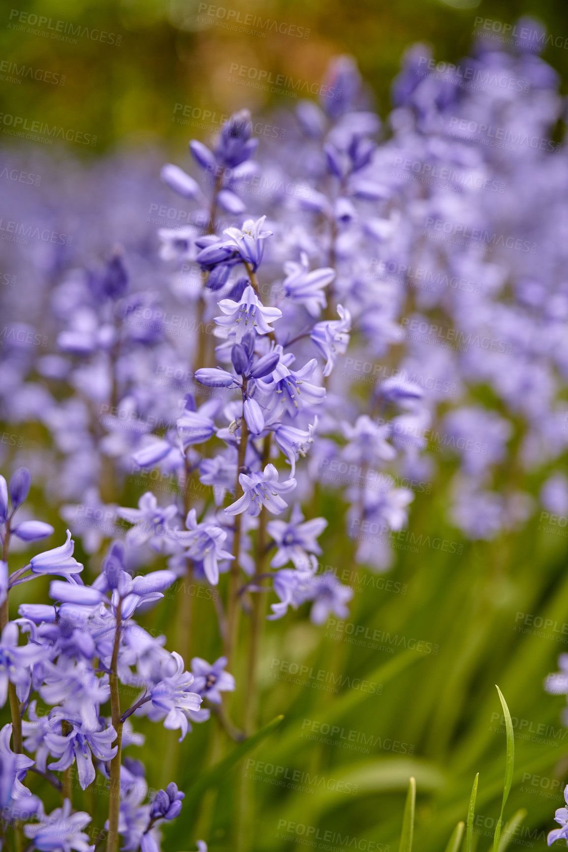 Buy stock photo Bluebell flowers in a backyard garden in spring. Scilla siberica flowering plants growing in a secluded and remote park in nature. Beautiful violet wildflowers growing on a field or grassy meadow