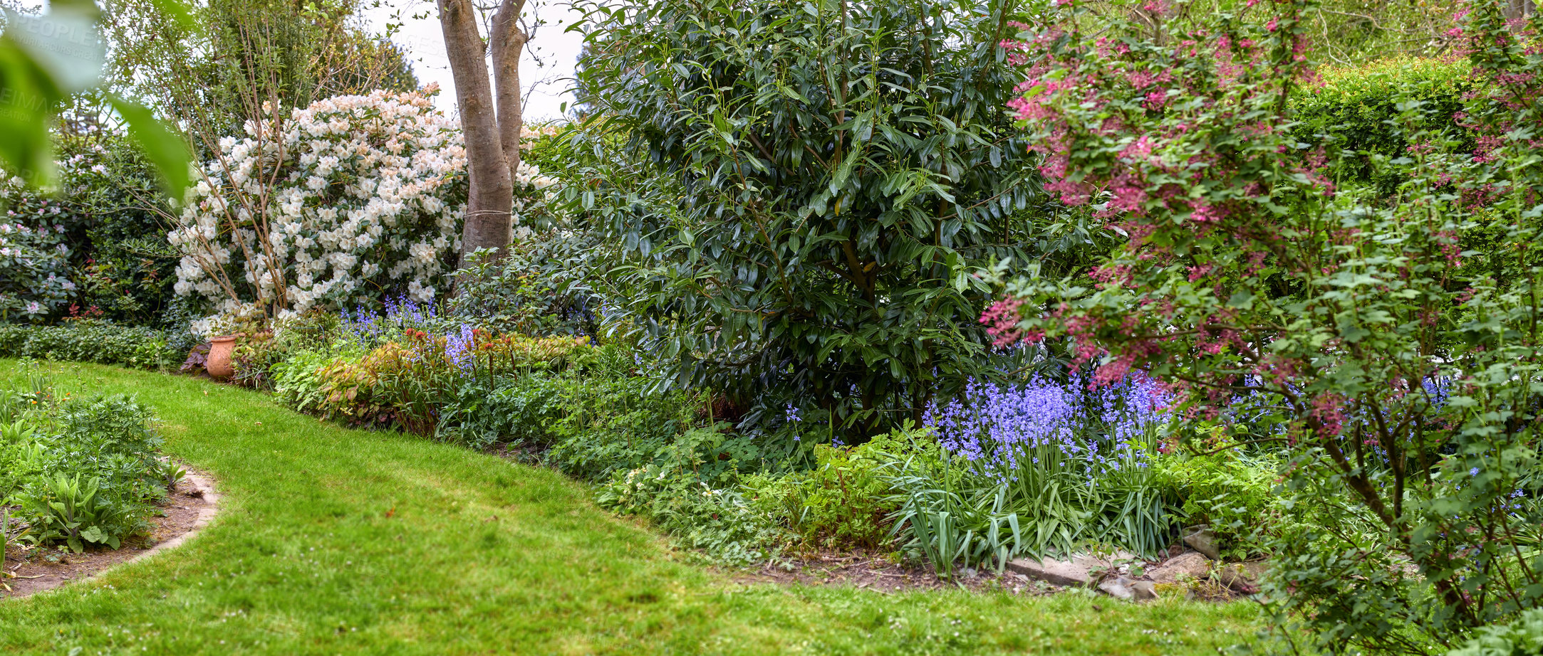 Buy stock photo Rhododendron is a genus of 1,024 species of woody plants in the heath family, either evergreen or deciduous, and found mainly in Asia, although it is also widespread throughout the Southern Highlands of the Appalachian Mountains of North America.