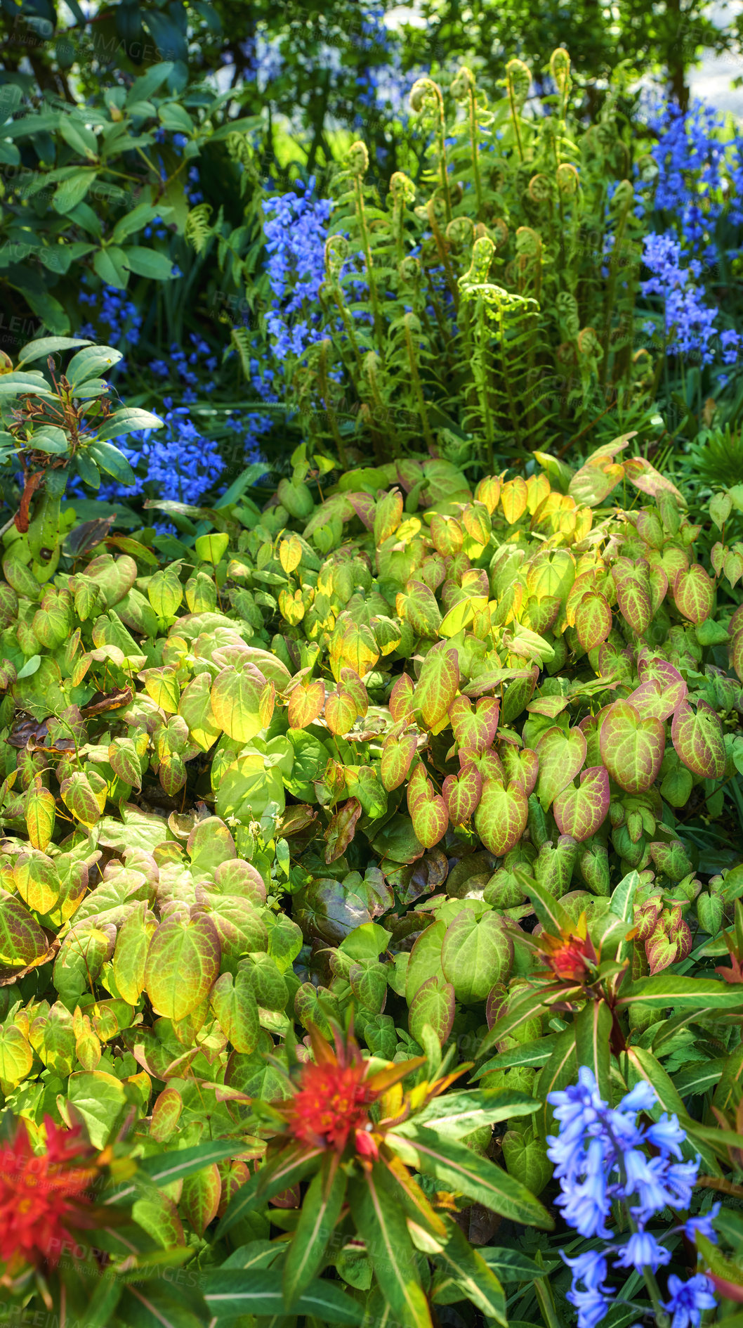 Buy stock photo Colorful garden with different plants and flowers for copy space. Overgrown backyard with bright bluebells, green ferns and barrenwort leaves growing in a park. Vibrant nature scene of lush foliage