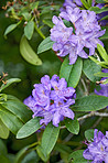 Rhododendron - garden flowers in May