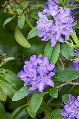 Buy stock photo Rhododendron is a genus of 1,024 species of woody plants in the heath family, either evergreen or deciduous, and found mainly in Asia, although it is also widespread throughout the Southern Highlands of the Appalachian Mountains of North America.