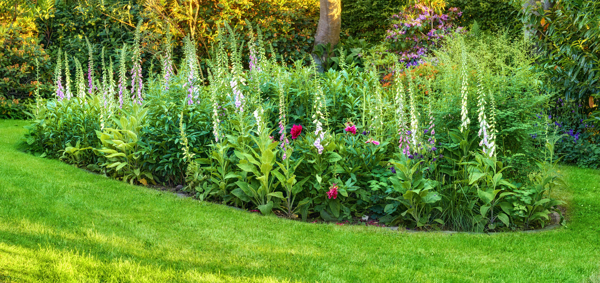 Buy stock photo Colorful foxgloves - digitalis purpurea 