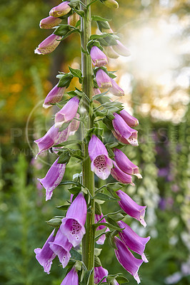 Buy stock photo Purple common foxgloves growing in green home garden with lens flare or bokeh background. Closeup of digitalis purpurea flowers blooming in landscaped backyard as horticulture, medicinal herbal plant