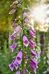 The foxgloves in the garden