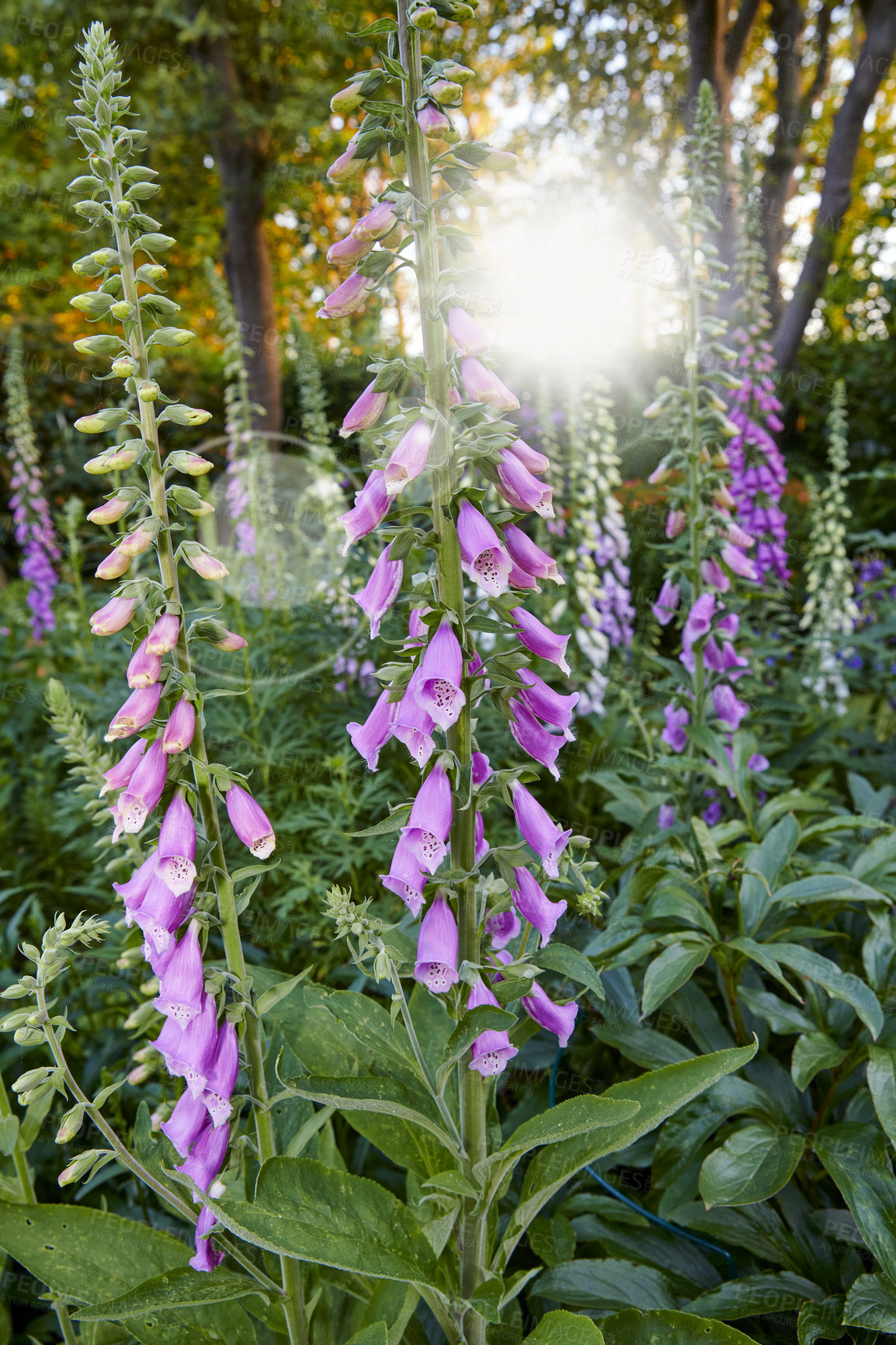 Buy stock photo Purple flowers growing in a backyard garden in summer. Foxgloves flowering plants blooming in nature for landscaping and decoration. Digitalis purpurea opening up in a natural environment in spring