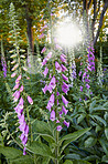 The foxgloves in the garden