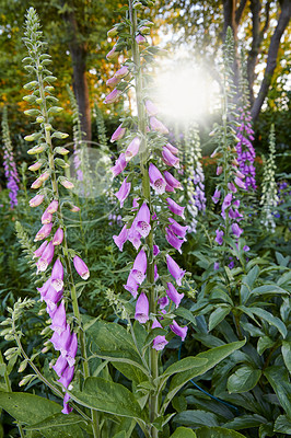 Buy stock photo Purple flowers growing in a backyard garden in summer. Foxgloves flowering plants blooming in nature for landscaping and decoration. Digitalis purpurea opening up in a natural environment in spring