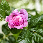 The garden rose