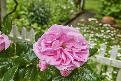 Buy stock photo A photo of a beautiful rose in the garden