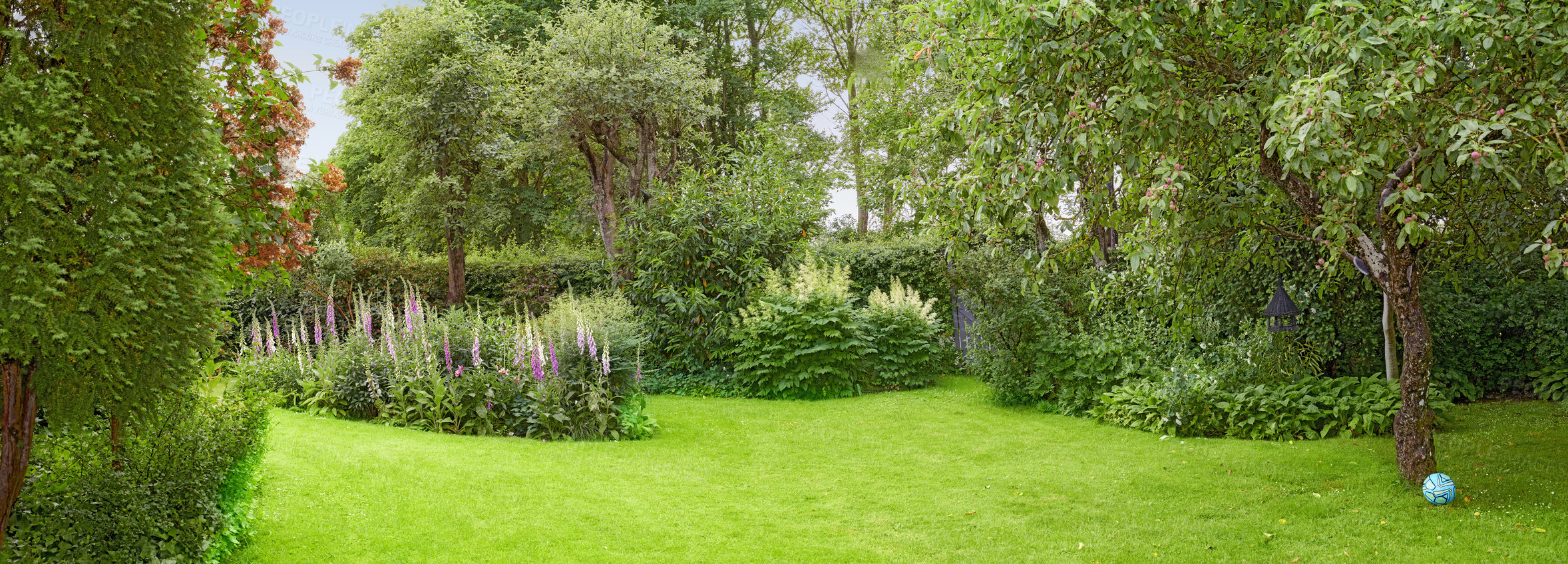 Buy stock photo A beautiful nature view of green grass, plants, trees, and flowers. Private outdoor park lawn during spring with a natural background. An outside landscape setting on a peaceful gardening day.