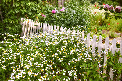 Buy stock photo A series of beautiful garden photos