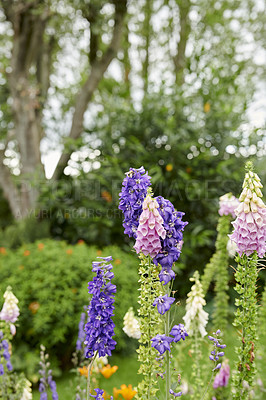 Buy stock photo Pink and purple foxglove flowers in a garden in spring. Delicate plants growing on tall green stems in a backyard or park. Digitalis Purpurea on a sunny day in nature with copy space background