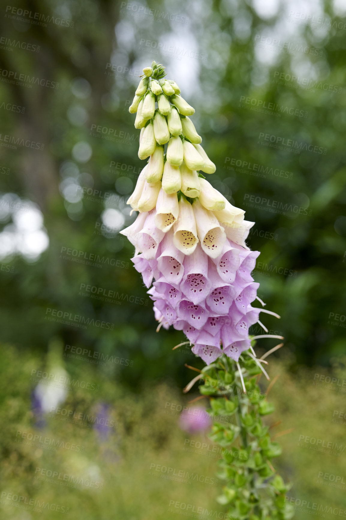 Buy stock photo Colorful foxglove flowers growing in a backyard garden in summer. Digitalis purpurea wildflower opening up and blooming on a field or nature park in spring. Flowering plant in the countryside