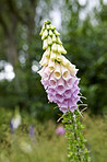 The foxgloves in the garden