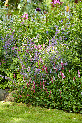 Buy stock photo Colorful garden with different plants and flowers in the sun. Bright purple catmint or nepeta growing alongside lady's thumb or redshank in a park. Vibrant nature with views of lush foliage in spring