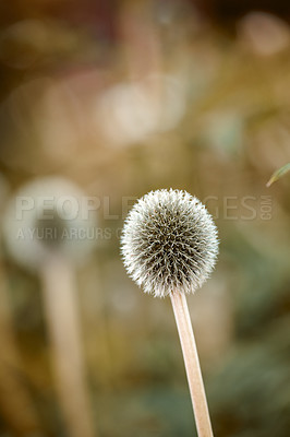 Buy stock photo A series of beautiful garden photos