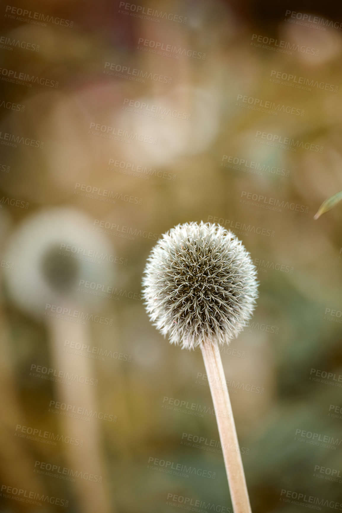 Buy stock photo A series of beautiful garden photos