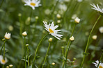 Beautiful flowers from my garden