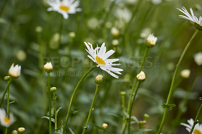 Buy stock photo A series of beautiful garden photos