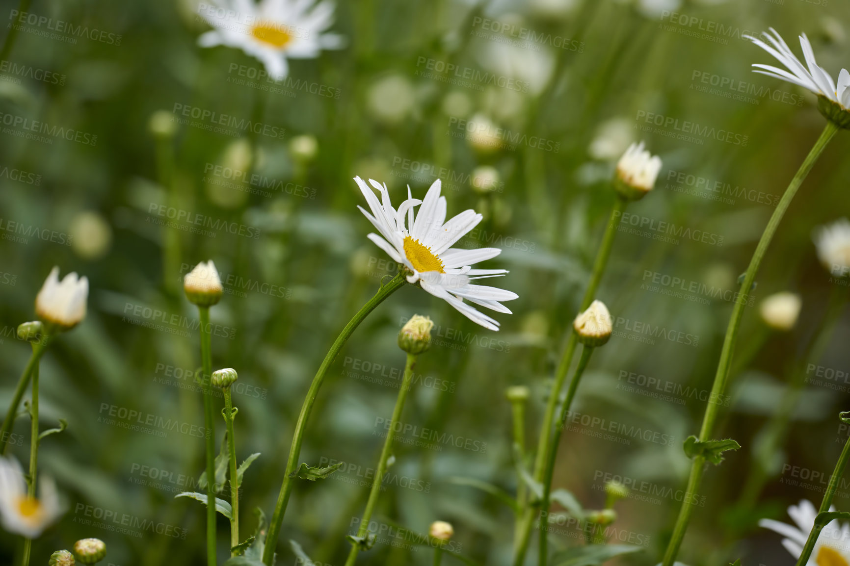 Buy stock photo A series of beautiful garden photos