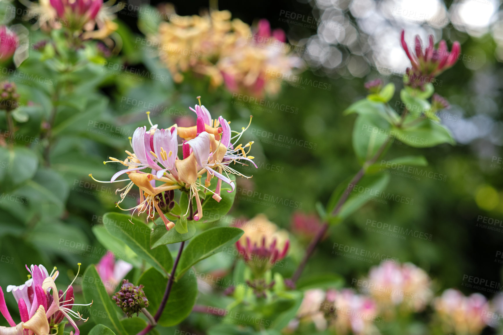 Buy stock photo A series of beautiful garden photos