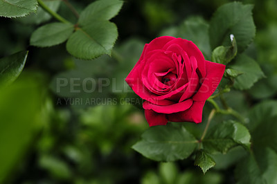 Buy stock photo A photo of a beautiful rose in the garden