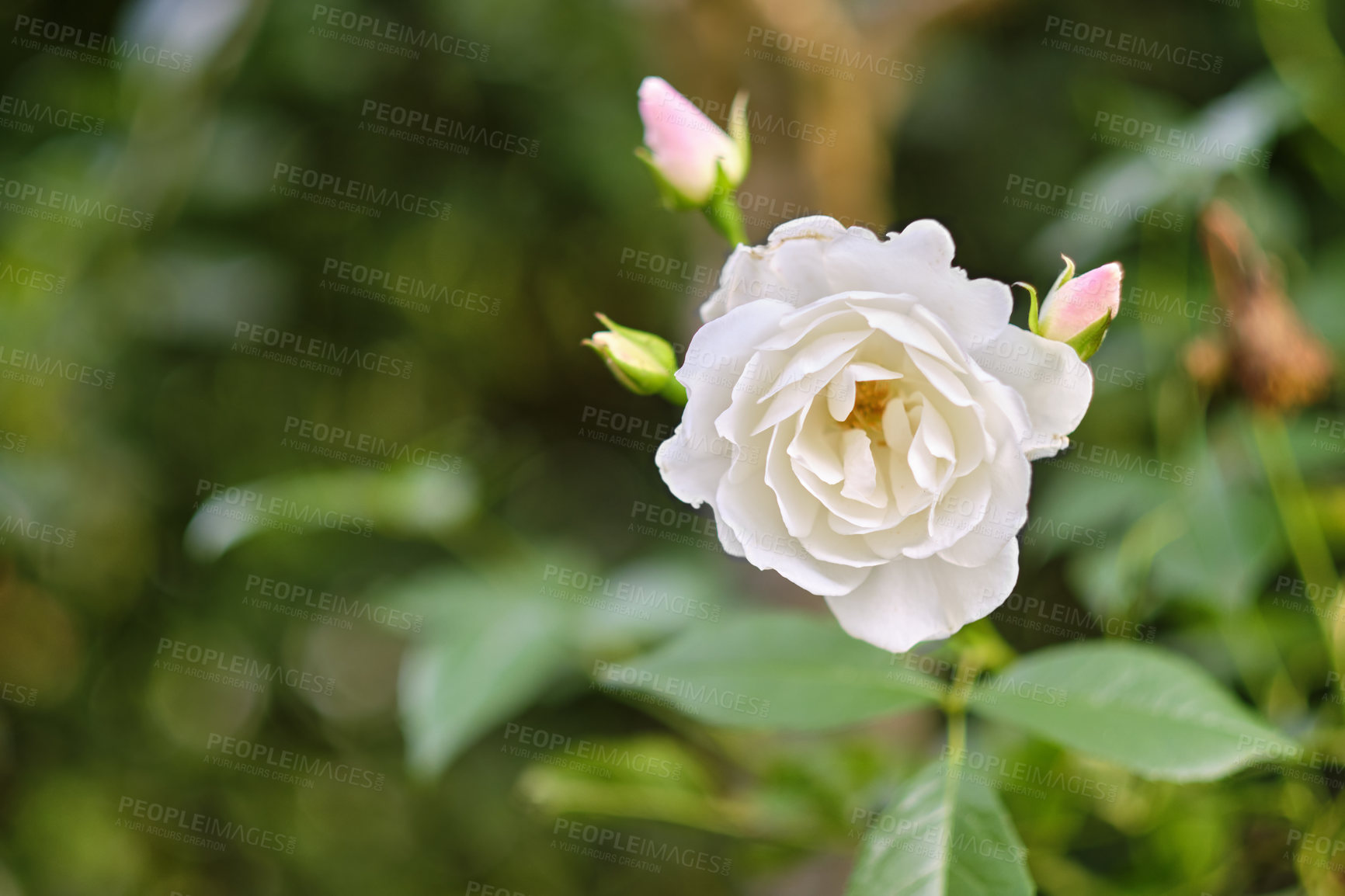 Buy stock photo A photo of a beautiful rose