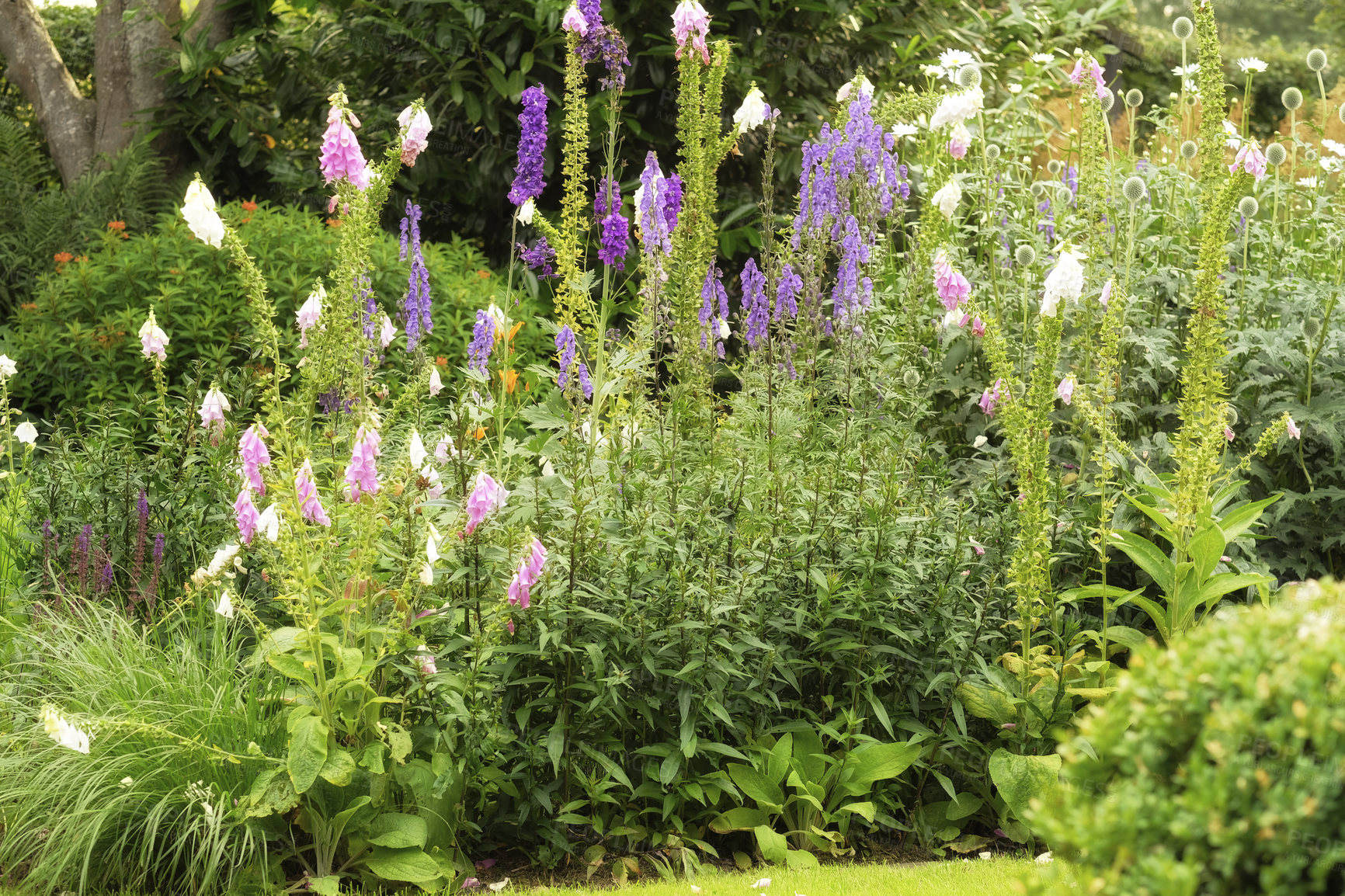 Buy stock photo Garden, landscape and environment with flowers in nature for botany, spring season and sustainability. Growth, eco friendly and bush with plants outdoor for floral blossom, ecosystem and foliage