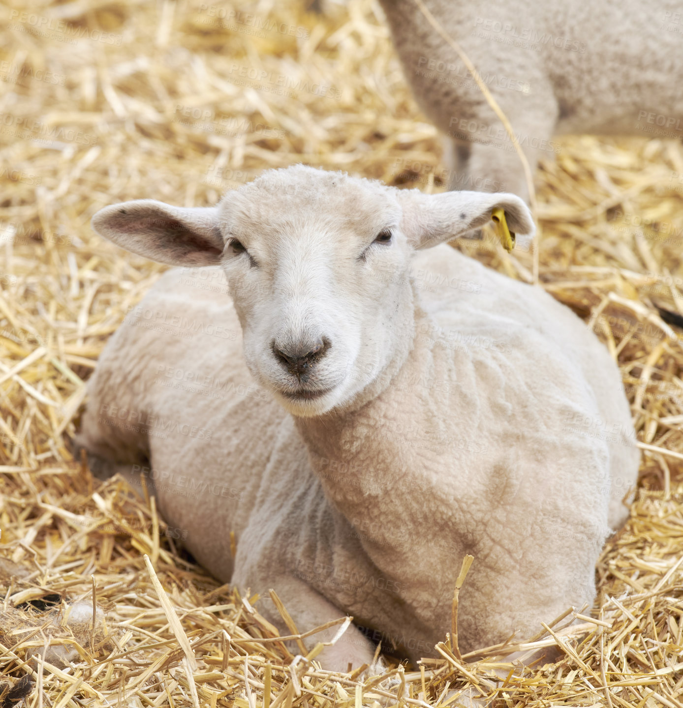 Buy stock photo A series of photos of lamb and sheep