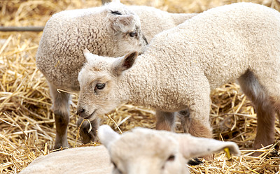 Buy stock photo A series of photos of lamb and sheep