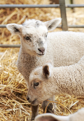 Buy stock photo A series of photos of lamb and sheep