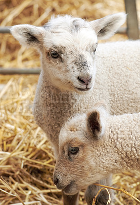 Buy stock photo A series of photos of lamb and sheep