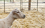 New born lamb and sheep