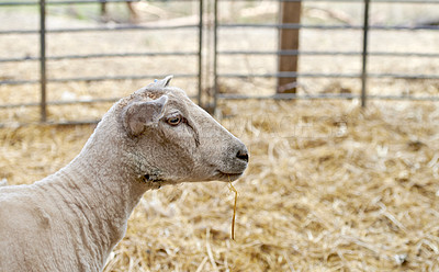 Buy stock photo A series of photos of lamb and sheep