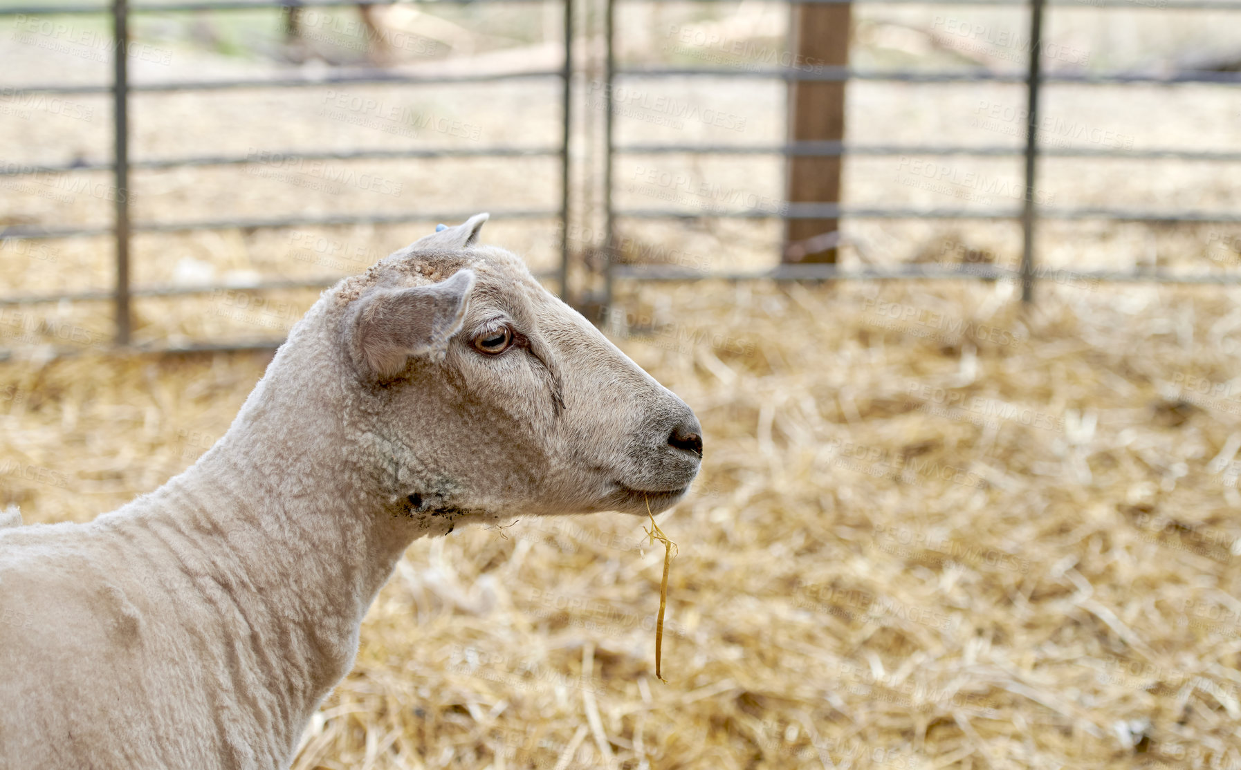 Buy stock photo A series of photos of lamb and sheep