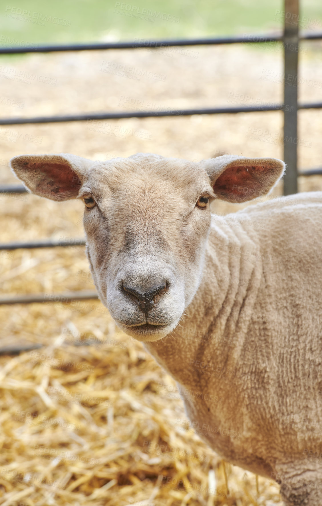 Buy stock photo A series of photos of lamb and sheep