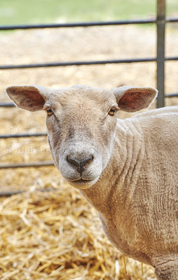 Buy stock photo A series of photos of lamb and sheep