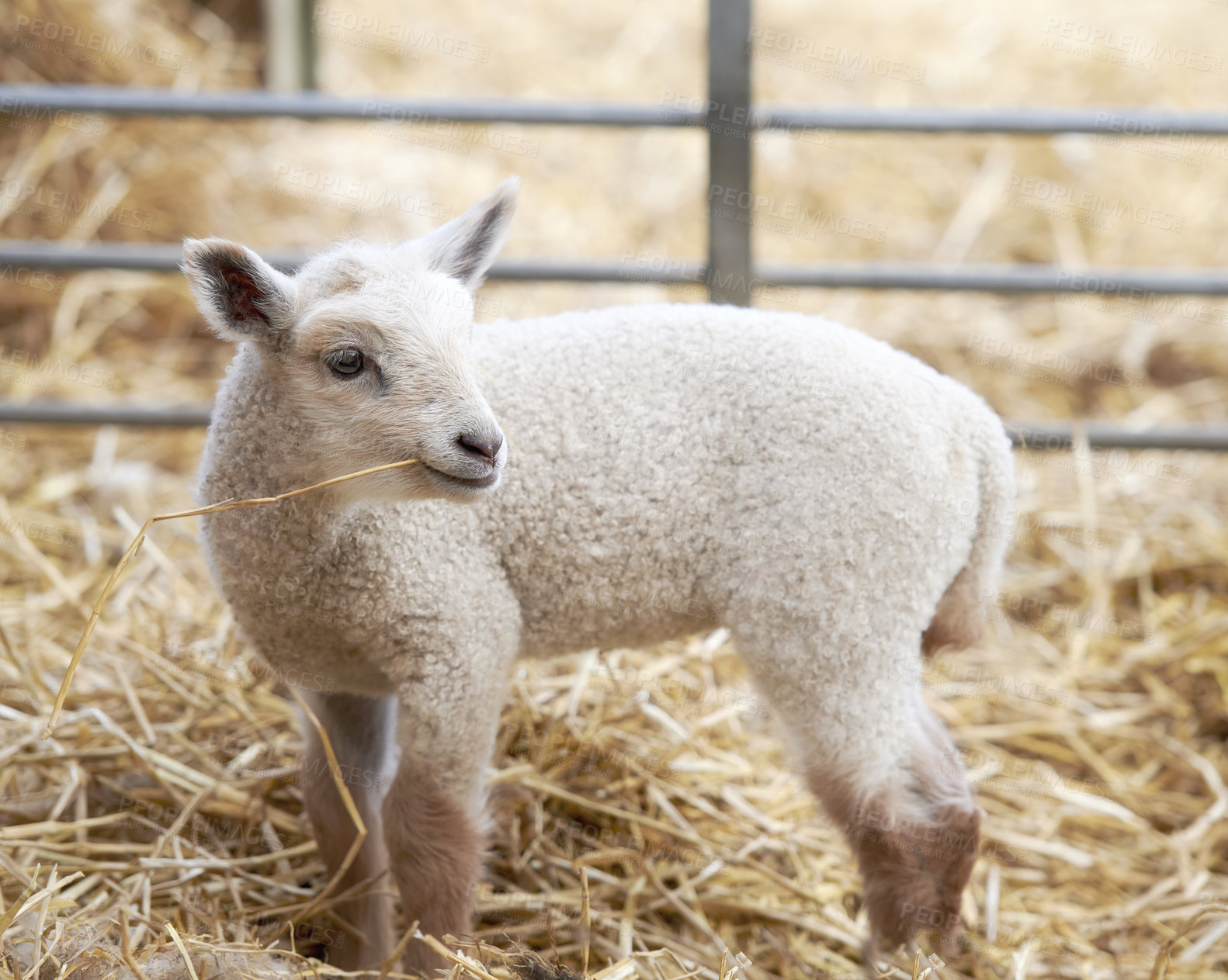 Buy stock photo A series of photos of lamb and sheep