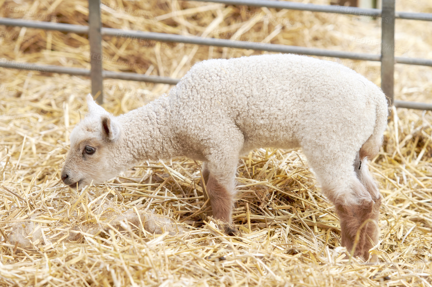 Buy stock photo A series of photos of lamb and sheep