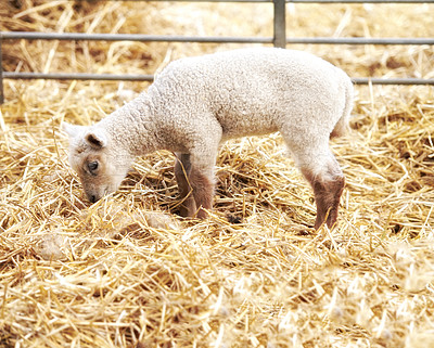 Buy stock photo A series of photos of lamb and sheep