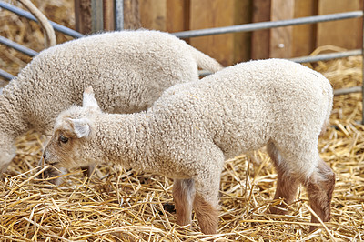 Buy stock photo A series of photos of lamb and sheep