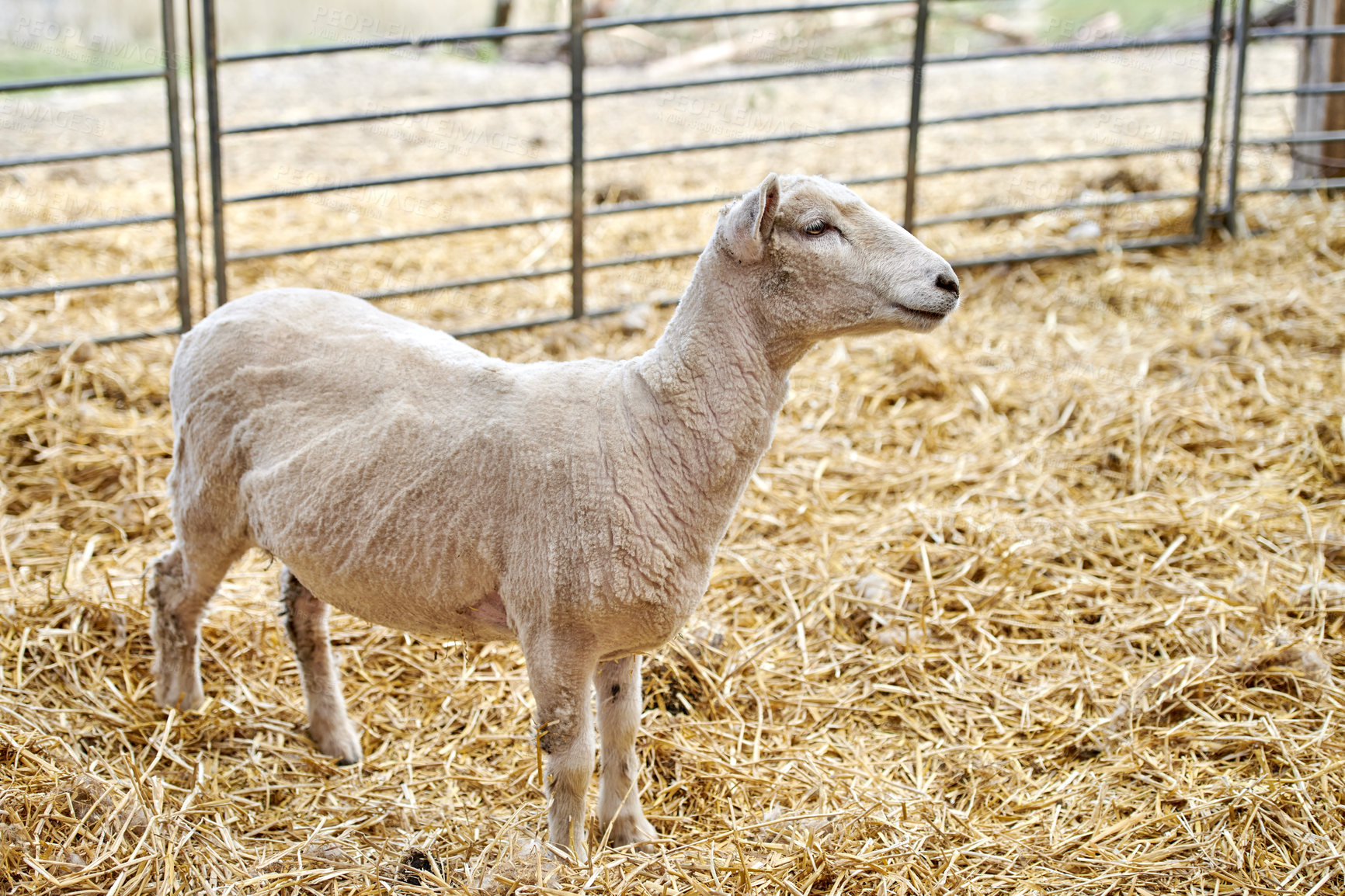 Buy stock photo Outdoor, straw and sheep in enclosure for agriculture, wool industry and sustainable animal husbandry. Habitat, hay and domestic mammal for livestock farming at ranch, fleece and lamb production