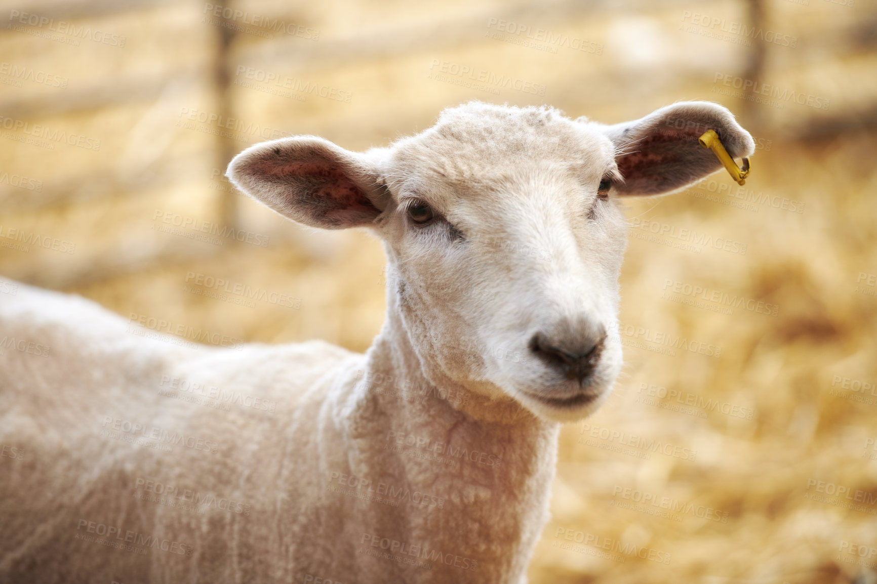 Buy stock photo Outdoor, farming or sheep with ear tag for tracking, microchip technology or animal identification. Livestock, monitoring system or mammal with tracker for herd management, agriculture or barn