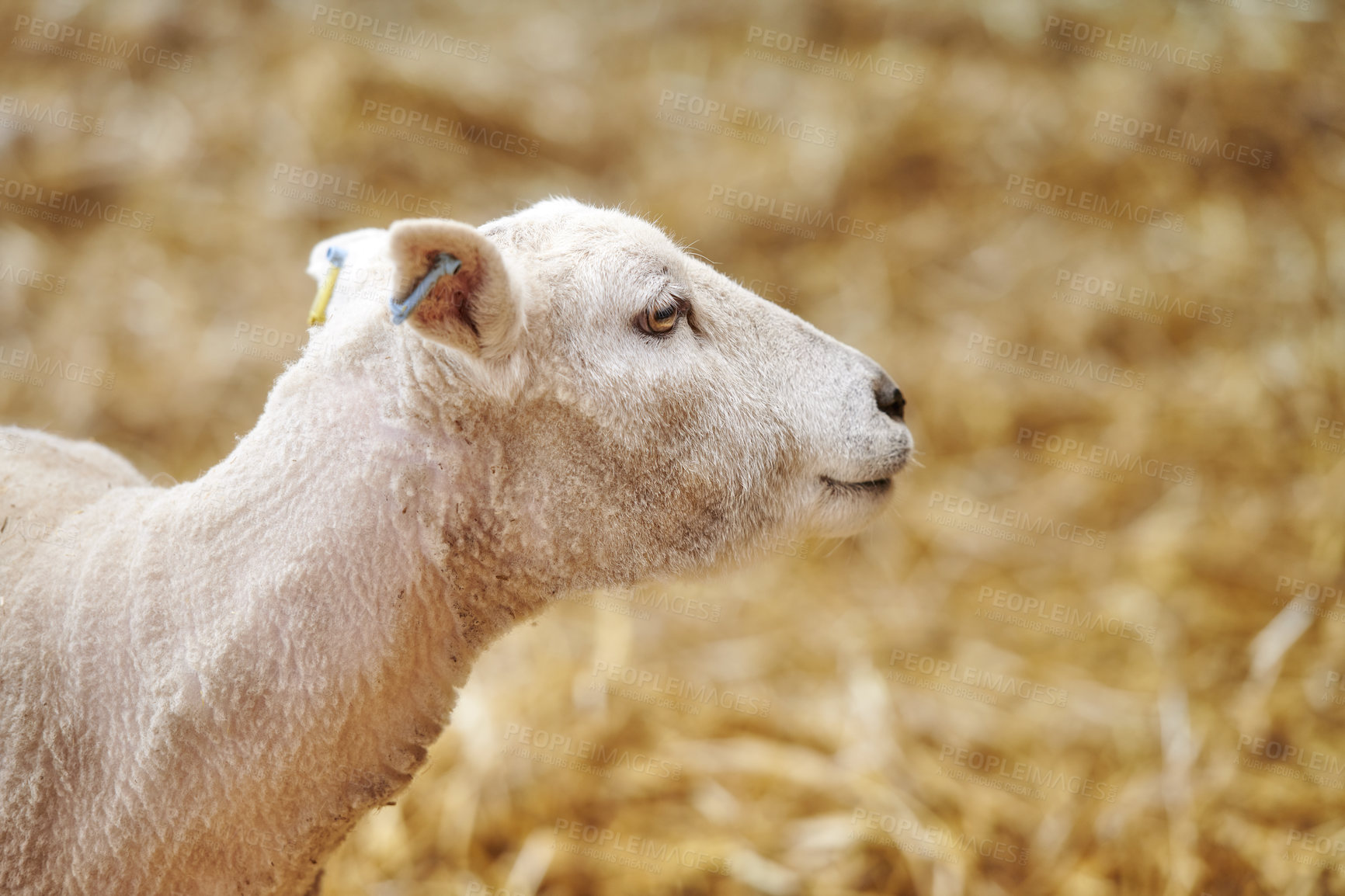 Buy stock photo A series of photos of lamb and sheep