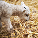 New born lamb and sheep