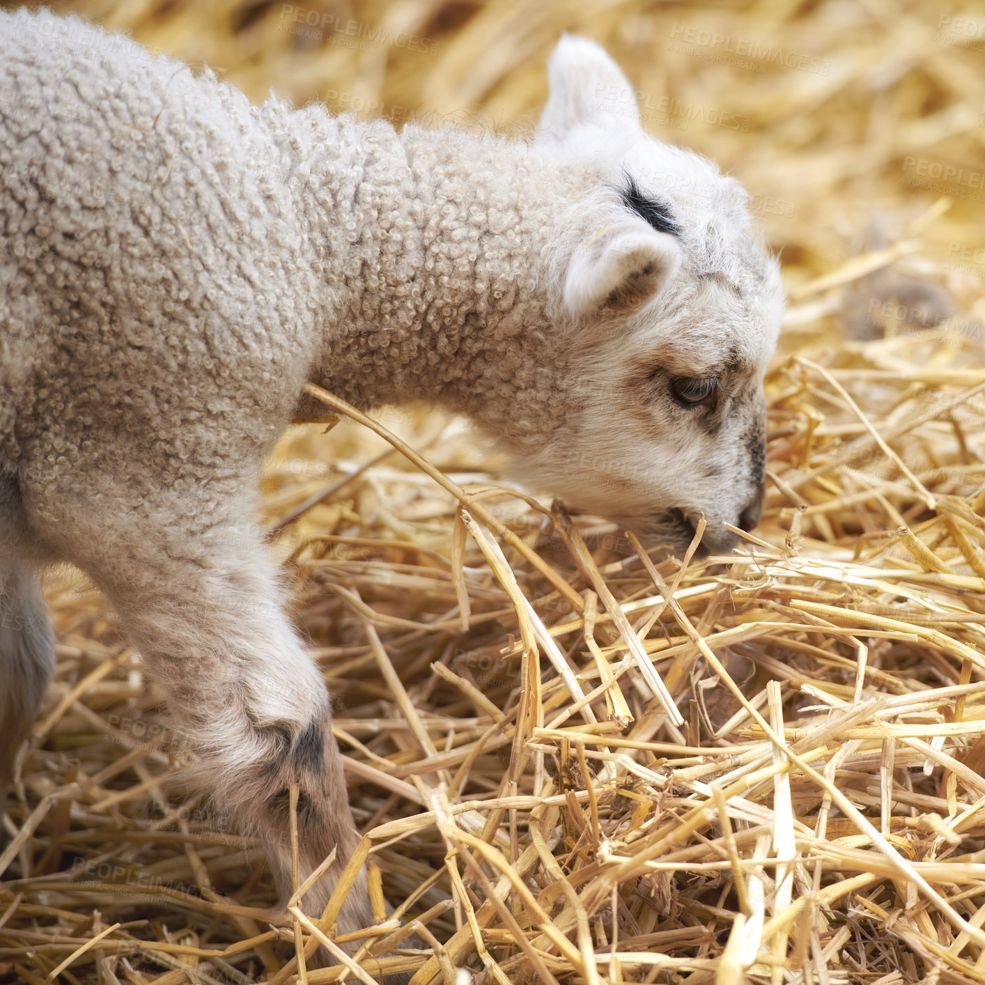 Buy stock photo A series of photos of lamb and sheep