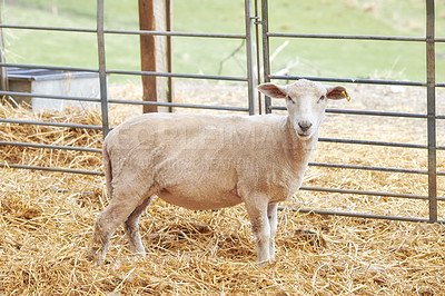 Buy stock photo A series of photos of lamb and sheep